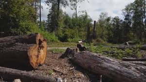 Reliable Lake Of The Woods, AZ Tree Care Solutions