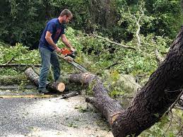 How Our Tree Care Process Works  in  Lake Of The Woods, AZ